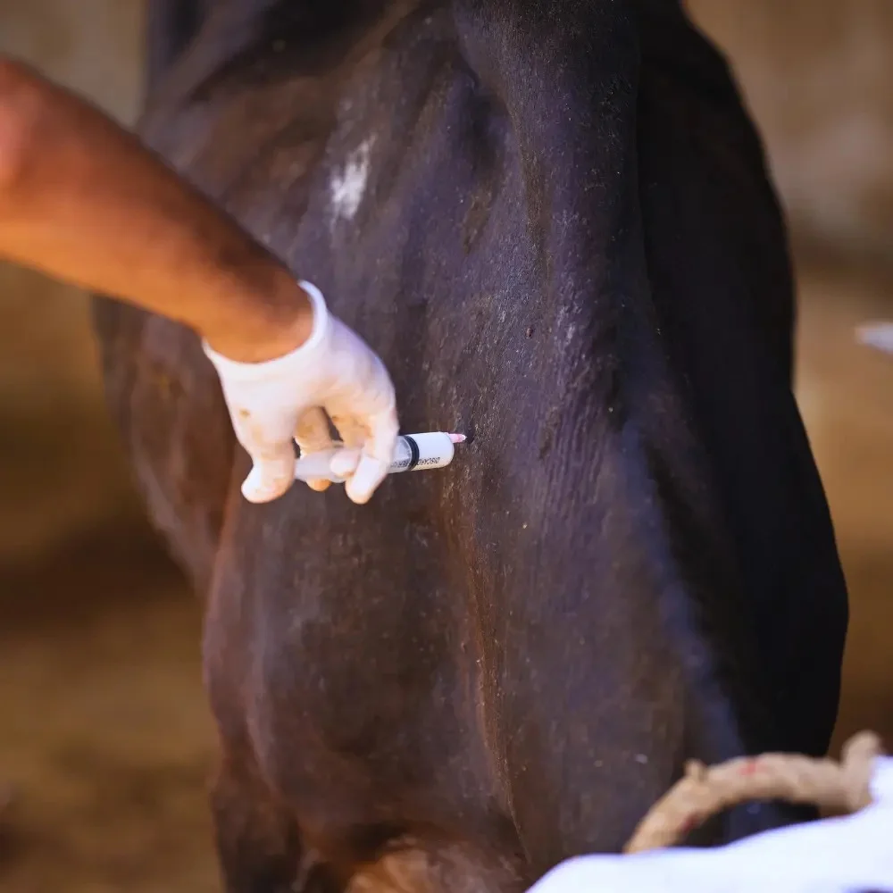 Volunteers feeding and dressing wounds of sick calf