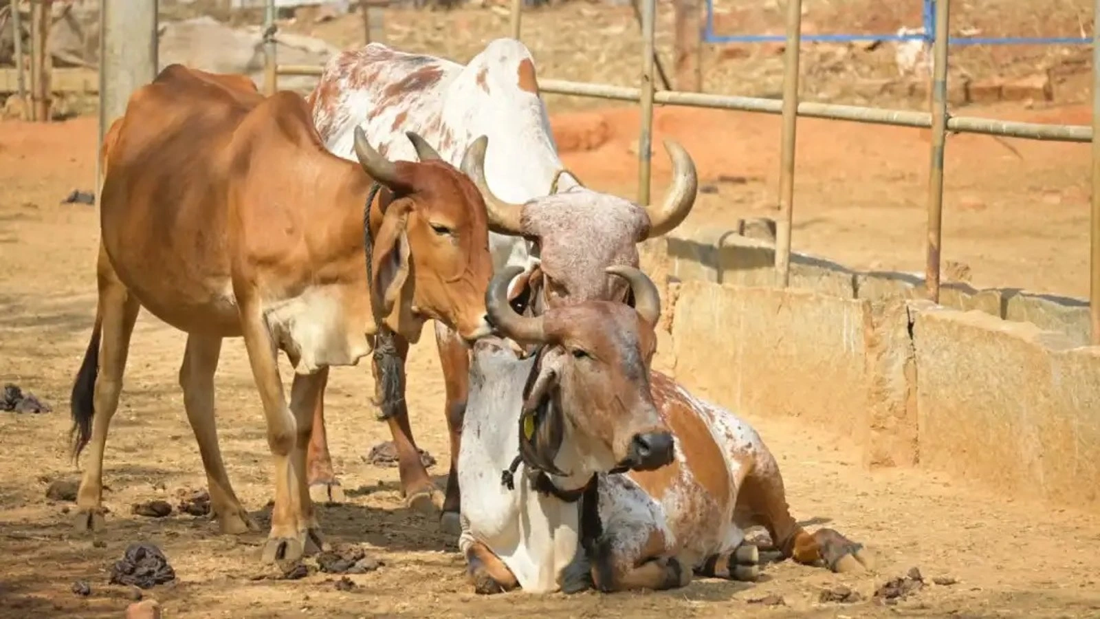 cow45.webp